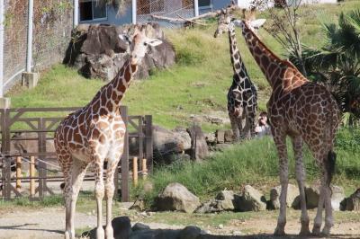 １年ぶりのアドベンチャーワールド～秋のレッサーパンダ遠征解禁～（６）ウォーキングサファリ編：いつもと反対コースでライオン側から～ヒマラヤタールの赤ちゃん授乳中