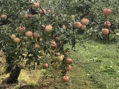 秋の長野  善光寺ワンダーランド（初日）