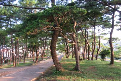 2018秋、沖縄の名城(5/16)：9月19日(5)：座喜味城(2)：琉球松、砂糖車、琉球舞踊