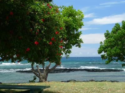ハワイ島、車いす中年男一人旅 2/12