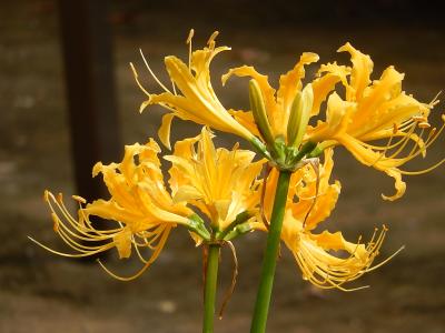 秋の花を求めてふじみ野市西鶴ケ岡地区を散策しました