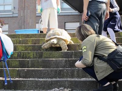 花筏が見たくて訪れた弘前では普通に亀が歩いていた!