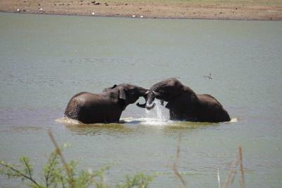 ピラネスバーグ国立公園　Pilanesberg National Park &amp; Game Reserve