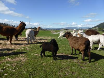 オークランドからロトルアへ　幻想的な土ボタル、癒しの羊とアルパカ、そしてマオリ文化