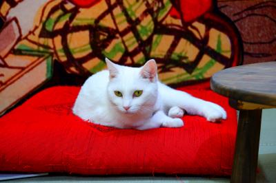 江戸ねこ茶屋に行ってきたニャン！