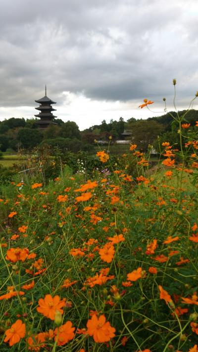 岡山☆備中国分寺の赤米とコスモス