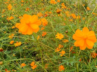 10月8日ふじみ野市西鶴ケ岡地区を散策しました