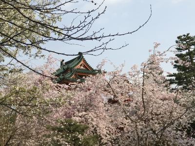春の平安神宮神苑拝観