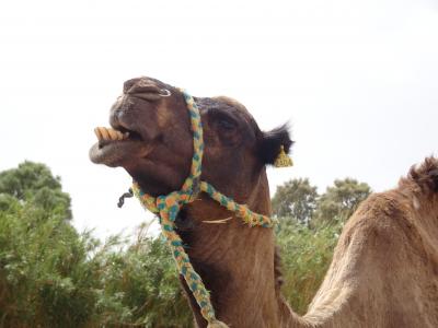 モロッコ女子一人旅（4）-ラクダで行くサハラ砂漠