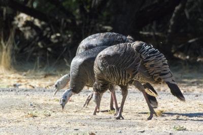 たくさんの動物がいるピナクルズ国立公園でまったりキャンプ