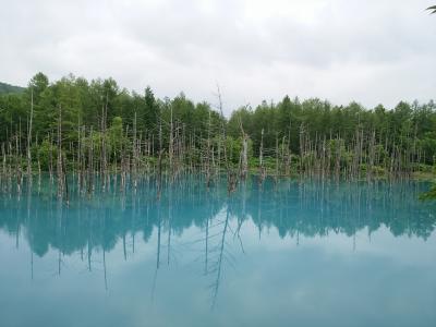 花いっぱい北海道②～青い池・四季彩の丘