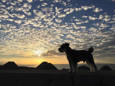 ワンコと一緒！フォトジェニックな淡路島