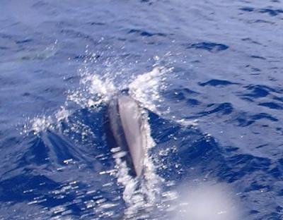 秋の沖縄本島と石垣島（２０）石垣島からのダイビング。船で黒島、西表島へ