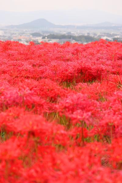 曼殊沙華の群生を求めて（葛城坐一言主神社・九品寺）