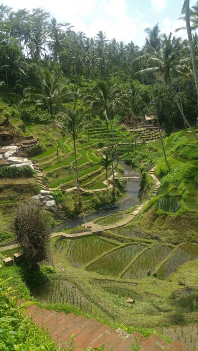 初LCCで飛ぶ 4年ぶりの1人旅 2018【本編】② ~One's trip to Ubud~ ٩( ᐛ )و٩( ᐖ )و