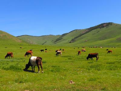 モンゴル旅その６　草原の新しい朝！青い空、緑の草原、牛、牛、ときどきヤク