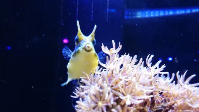 沼津にいってきました 深海魚水族館とあわしまマリンパーク