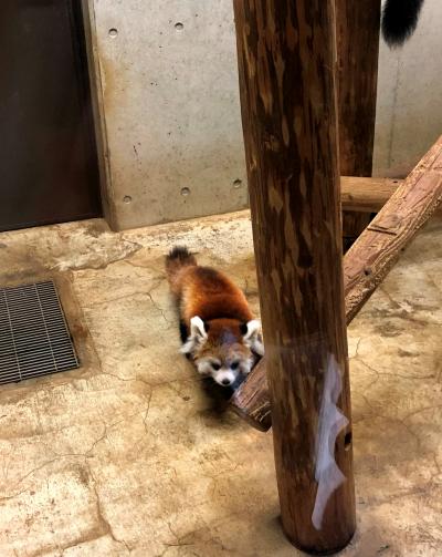 秋のレッサーパンダ紀行【２】埼玉県こども動物自然公園&さいたま市大崎公園子供動物園 はじめまして！！とってもパパ似なおチビちゃん！！＠SCZ  お元気そうでなによりです！！キキ君＆ミクさん！！＠大崎公園