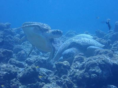 秋の沖縄本島と石垣島（３１）黒島ダイビング～ウミガメ、ホワイトチップシャークに美しいハナゴンべに。そして海の奇蹟に感謝！