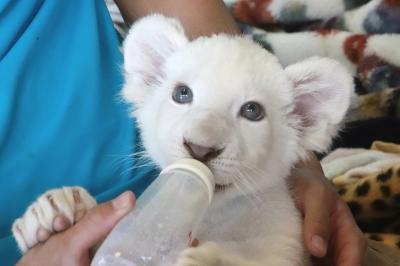 栃木・福島レッサーパンダの赤ちゃんと温泉ホテルの連休（６）東北サファリパーク（後編）冬と違って動物が多かったウォーキング・エリア～連休特別バージョンのショー＆ホワイトライオンの赤ちゃんのリズムちゃんにめろめろ