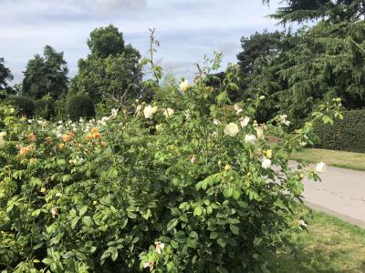 夏休み　フランス　ドイツ　ロンドン　⑧　キューガーデン　そして日本へ　