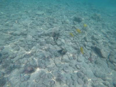 母娘のハワイ5泊7日旅②　ハワイ島2日目