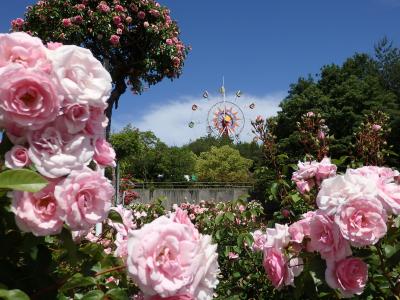 残念！バラも一足遅かった（涙）　～山口・岩国市【蜂ヶ峰総合公園】～