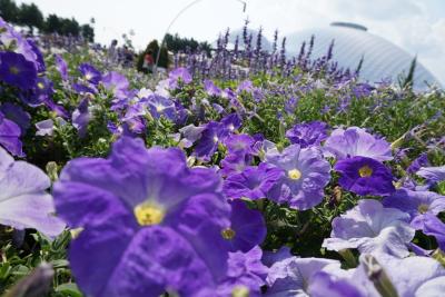 山口ゆめ花博と長府城下町散策