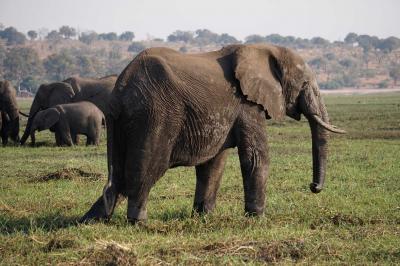 チョベ国立公園　カサネ　ボツワナ共和国　Botswana