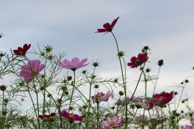 あけぼの山公園のコスモス満開まではもうすこし！