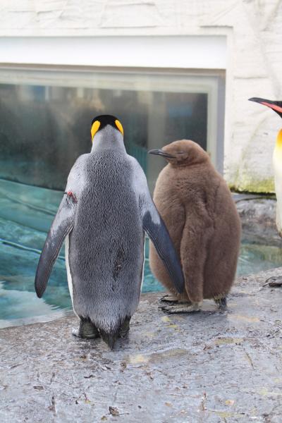 紅葉の旭山動物園