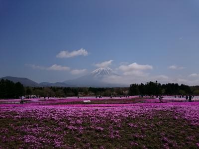 富士芝桜まつり2016