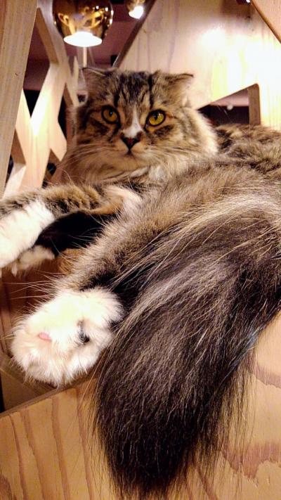 愛玩動物飼養管理士の講習を千種で受けて来ました。