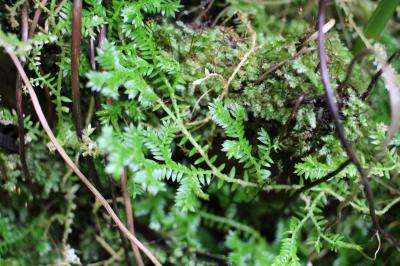 香港～ふらっとカメラの旅～4