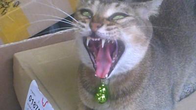 2017年 香港:日本の正月は嫌いだから脱出