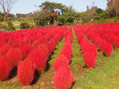 清水公園　散策