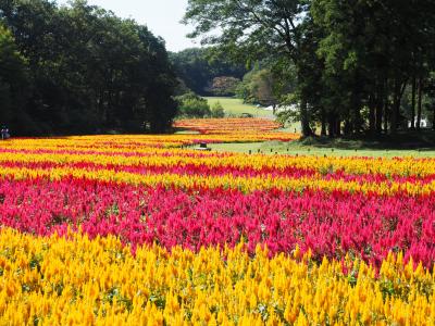 秋晴れの森林公園を歩く