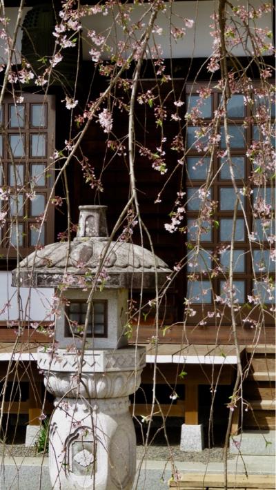さくら・サクラ・SAKURA…桜を求めて山梨へ／食いしん坊の山梨ぶらり旅