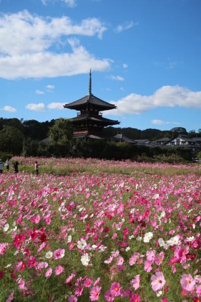 2018/10 コスモス満喫と興福寺中金堂