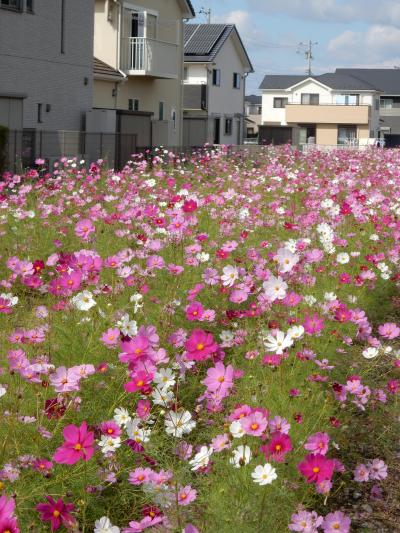 鷲宮ではコスモスがにこにこと