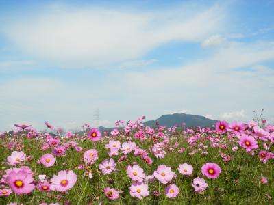 田園地帯に今年もコスモス畑が　　「近江八幡市」