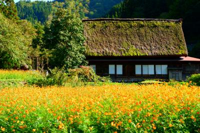 初めての五箇山はうっとり秋景色