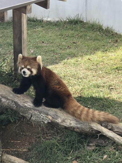 たけふ菊人形を見に福井に行きレッサーパンダで癒される