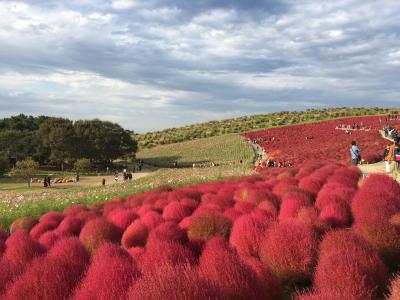 茨城初探訪 その２　コキアを求めて国営ひたち海浜公園へ