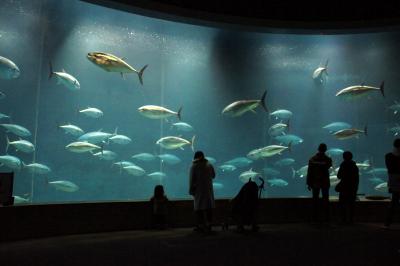 葛西臨海水族園の おとなガイドツアーに参加してみたお話