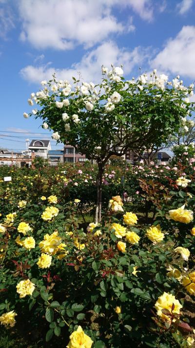 広島☆ばら公園で秋ばらを楽しみました