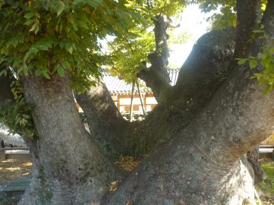 安東河回村巡りの一日