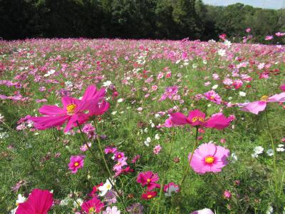 子連れピクニック　コスモス見頃万博公園