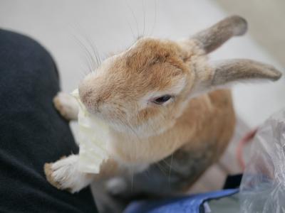 『うさぎ島』で癒される！’18広島旅＠大久野島