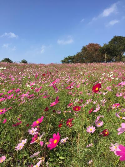 午後からのコスモスin昭和記念公園　